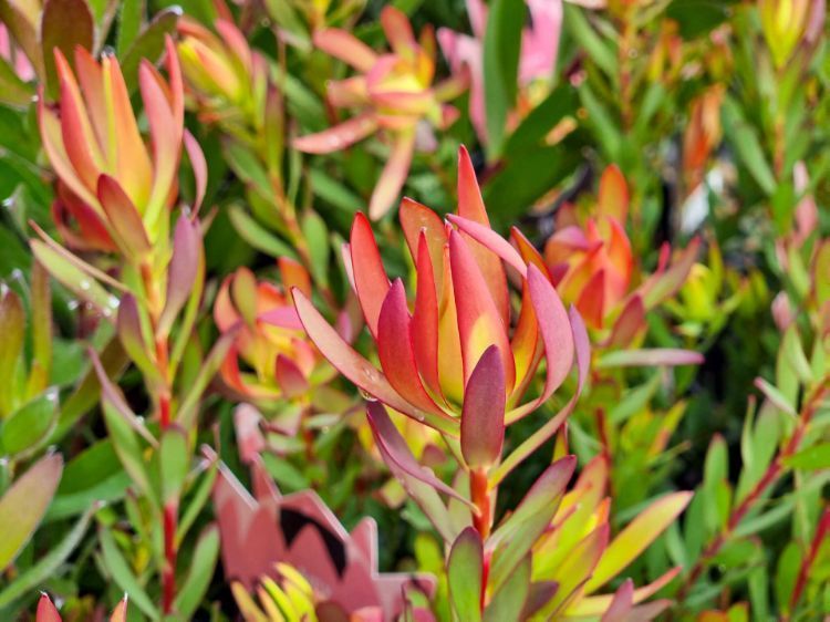 Leucadendron Salignum Amy