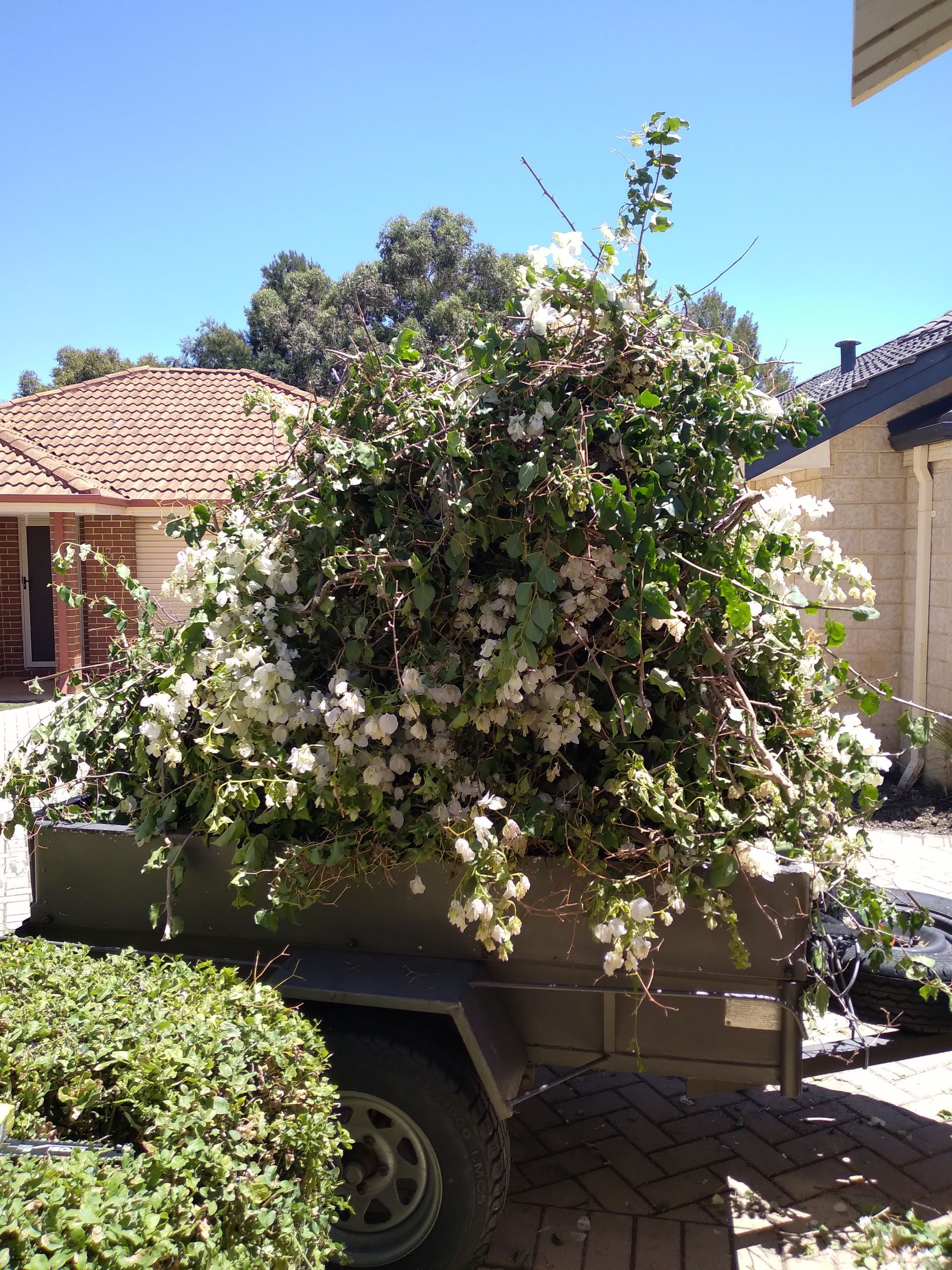 Tree mulching Redcliffe