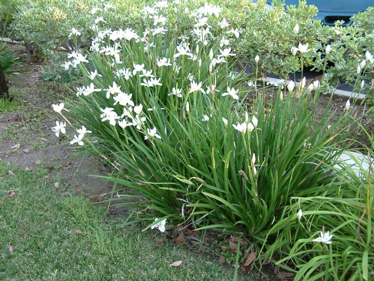 Dietes Iridoides