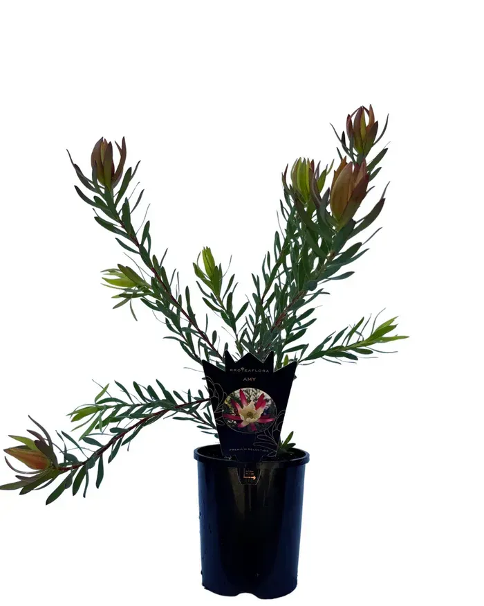 Leucodendron Salignum Amy