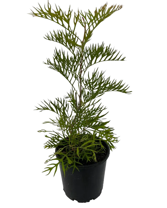 Grevillea Coconut Ice