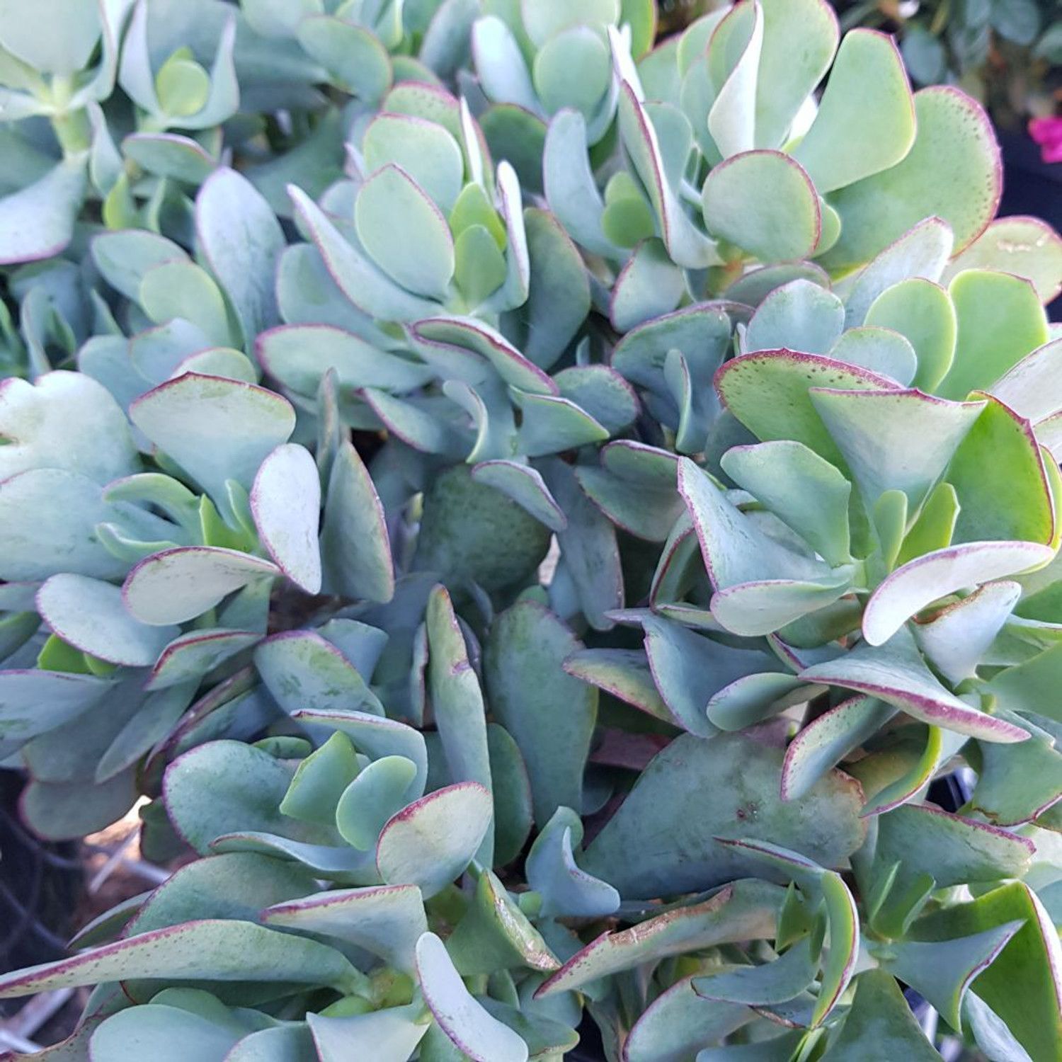 Crassula Bluebird
