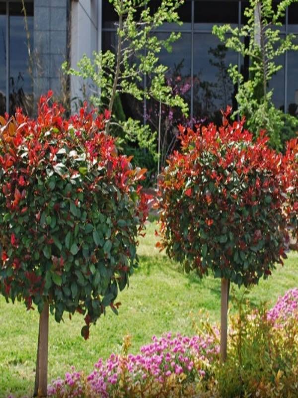 Syzygium Australe Standard