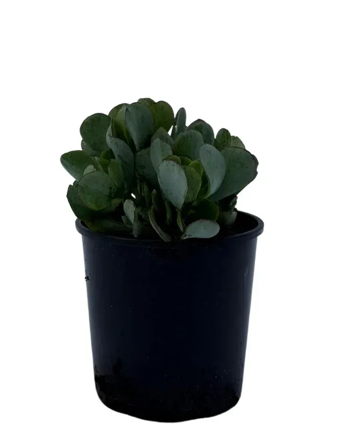 Crassula Bluebird