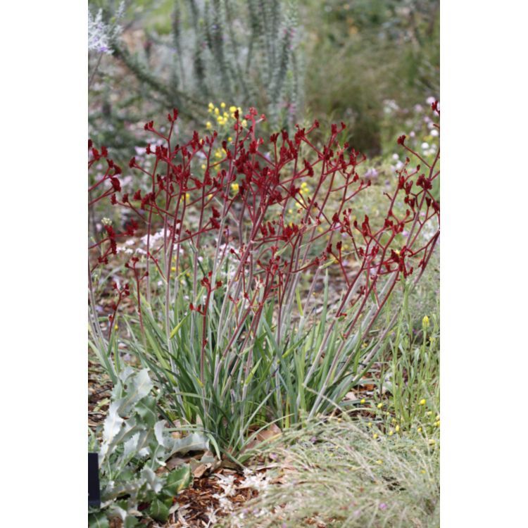 Kangaroo Paw - Anigozanthos Frosty Red