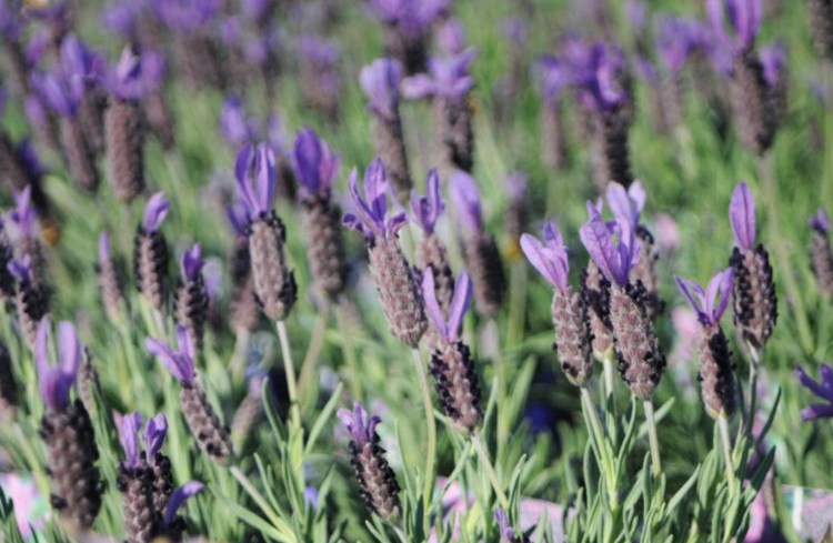 Lavandula Avonview