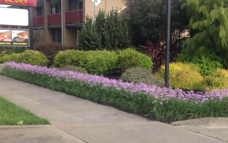 Tulbaghia Viola - Dark Star