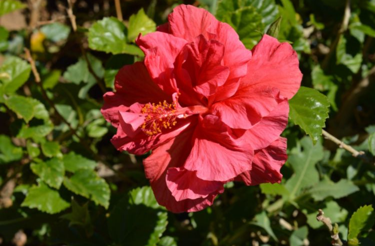 Hibiscus Sabrina