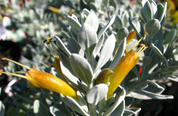 Eremophila Glabra - Kalbarri Carpet