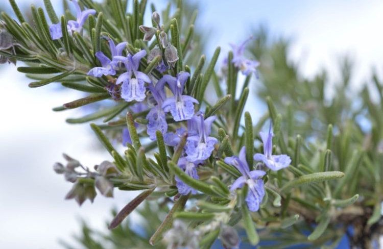 Rosmarinus Blue Lagoon