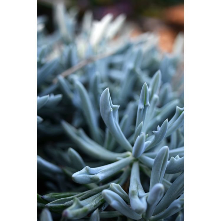 Senecio Trident Blue
