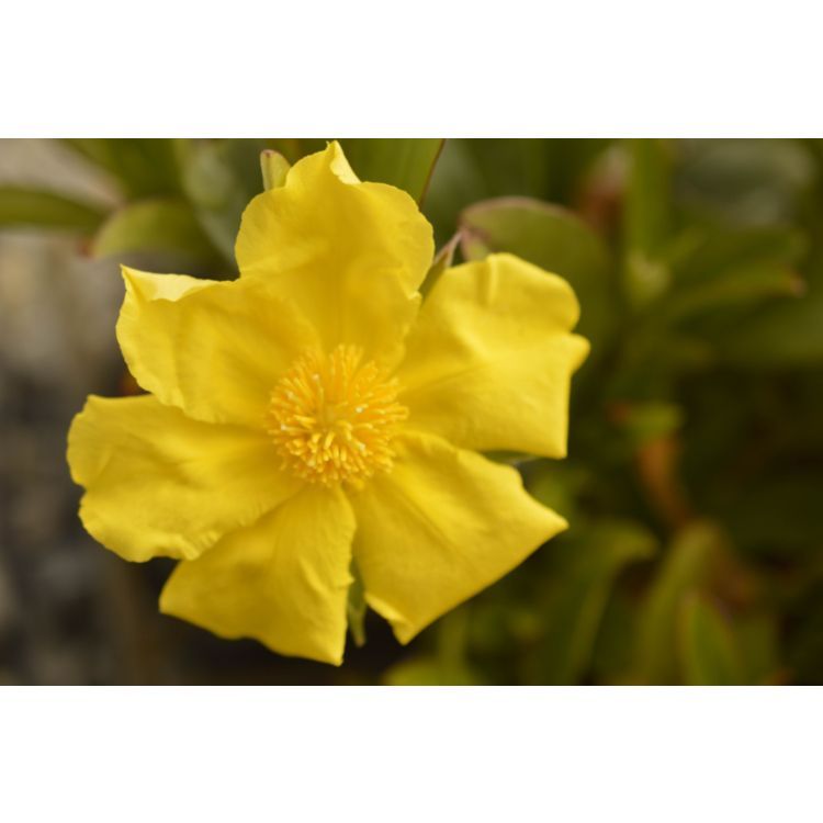 Snake Vine - Hibbertia Scandens