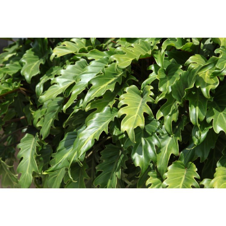 Philodendron Xanadu