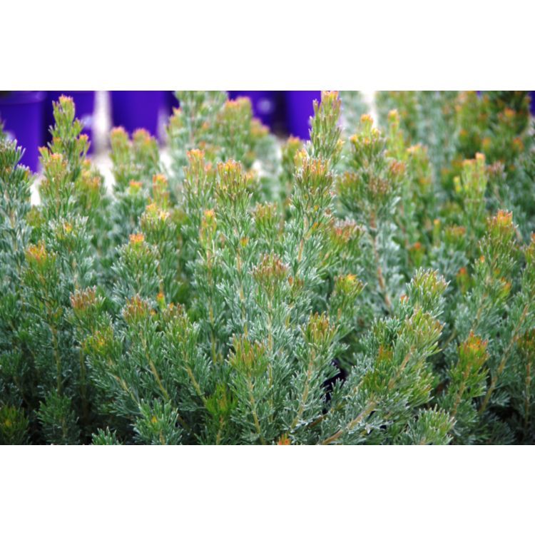 Adenanthos Lighthouse