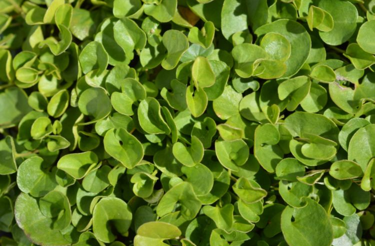 Dichondra repens