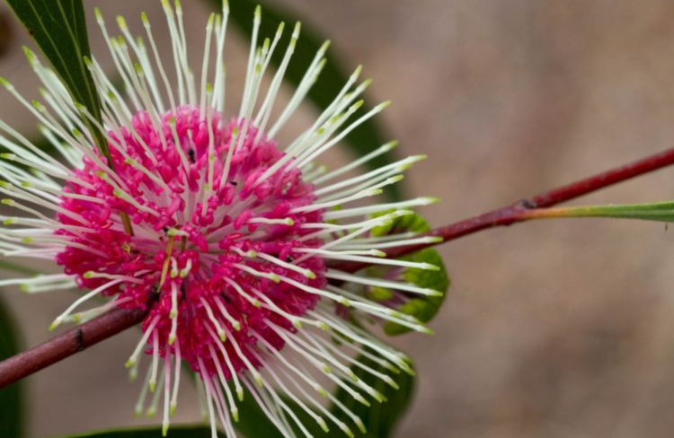 Hakea Laurina Stockdale Sensation