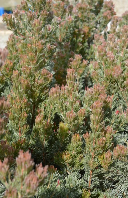 Adenanthos Lighthouse