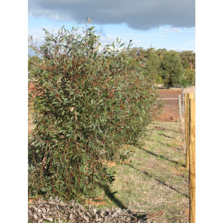 Hakea Laurina Stockdale Sensation