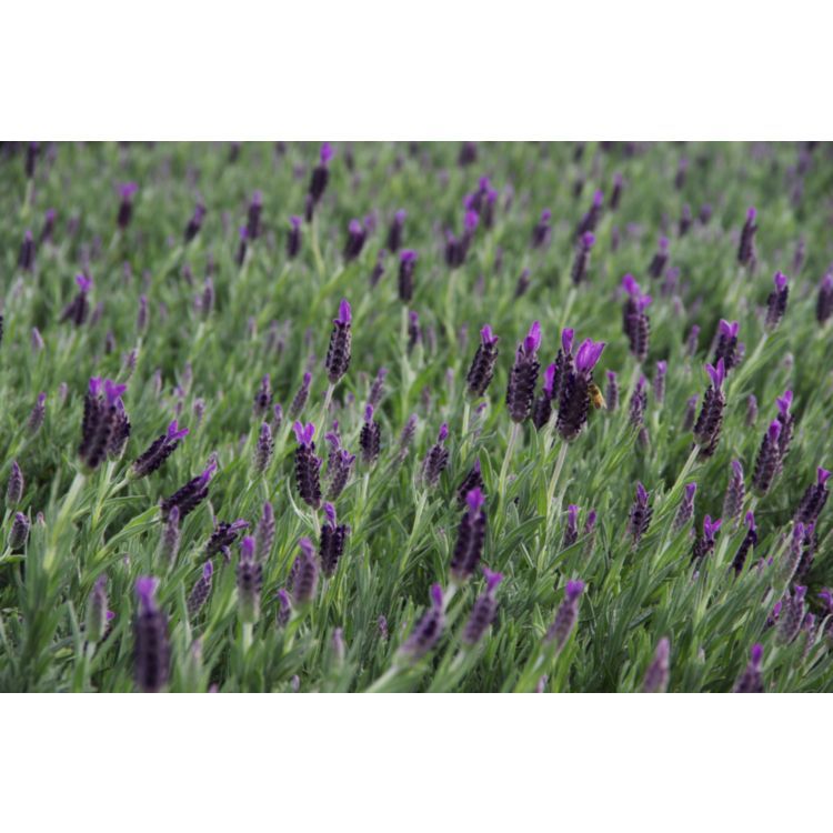 Lavandula Avonview