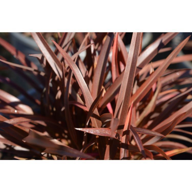 New Zealand Flax - Phormium Sweet Mist