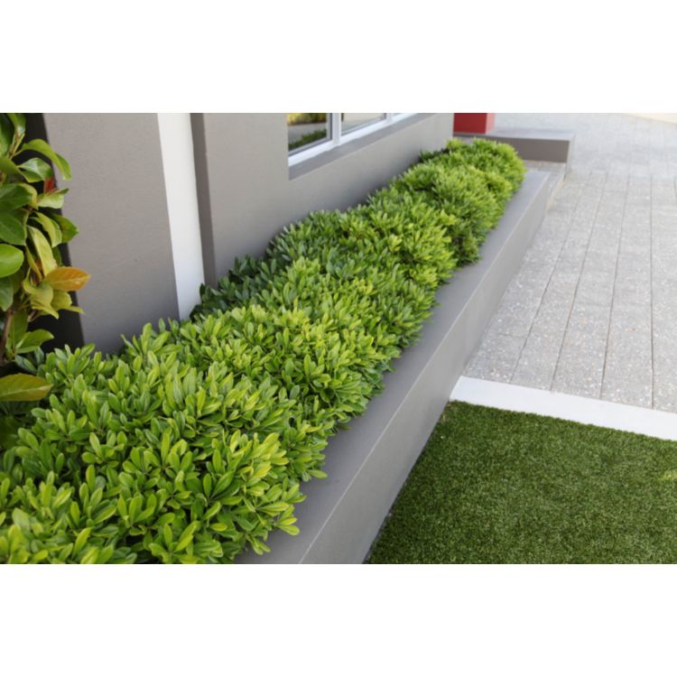 Pittosporum Miss Muffet