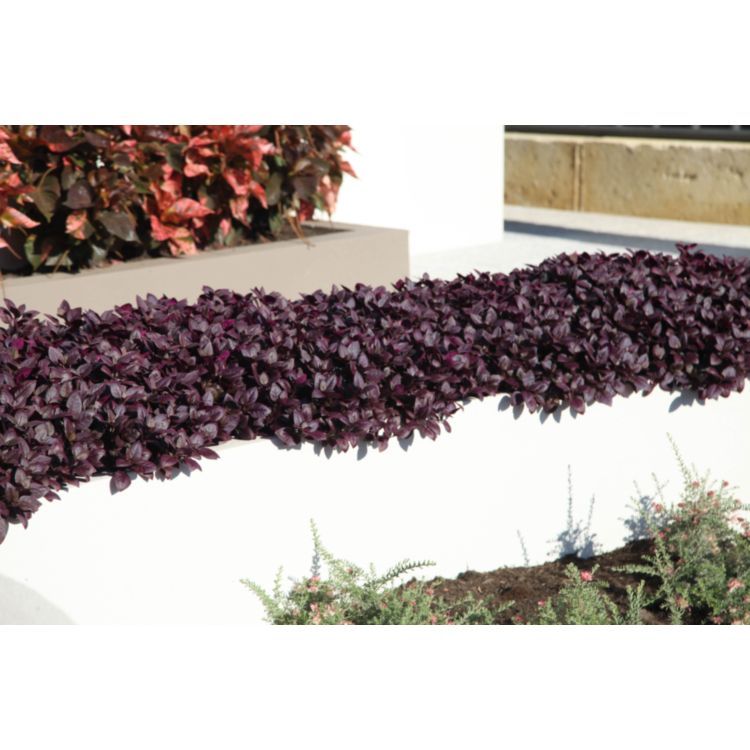 Alternanthera Little Ruby