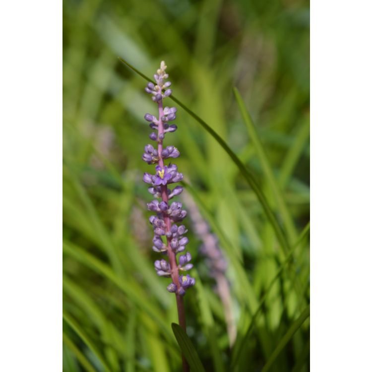 Liriope Evergreen Giant