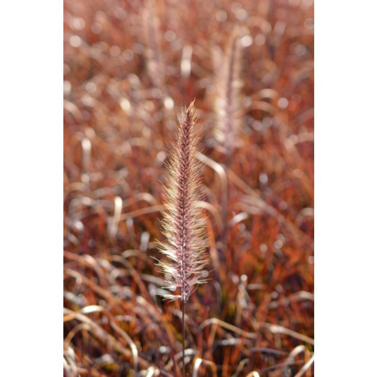 Pennisetum Rubrum