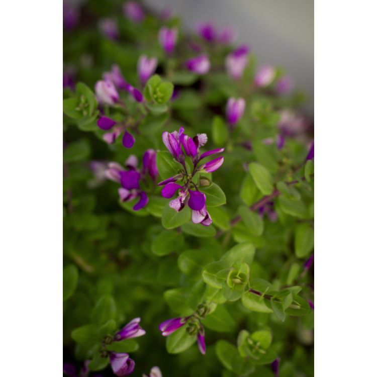 Polygala x Oppositifolia Little Polly