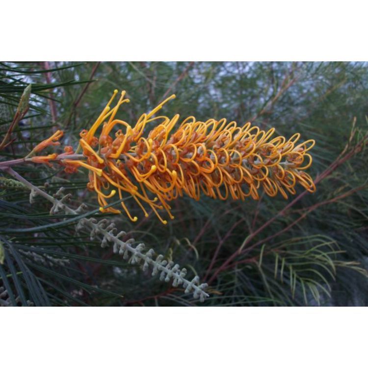 Grevillea Honey Gem