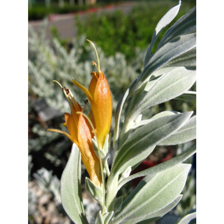 Eremophila Glabra - Kalbarri Carpet