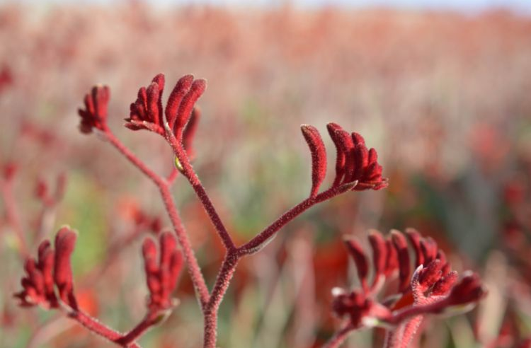 Kangaroo Paw - Anigozanthos Frosty Red
