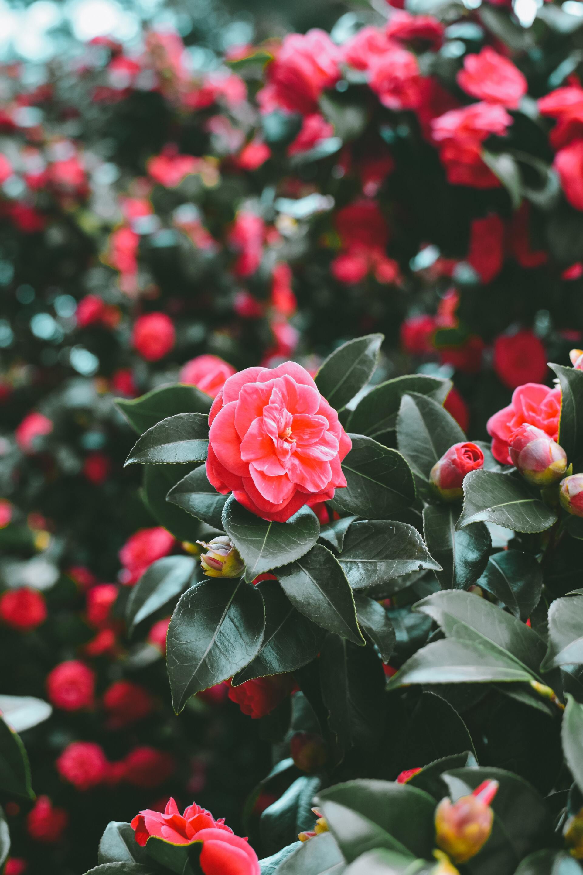 Pruning Roses