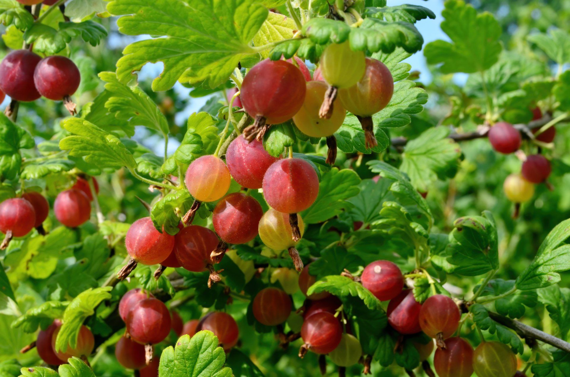 Pruning Gooseberry Bushes