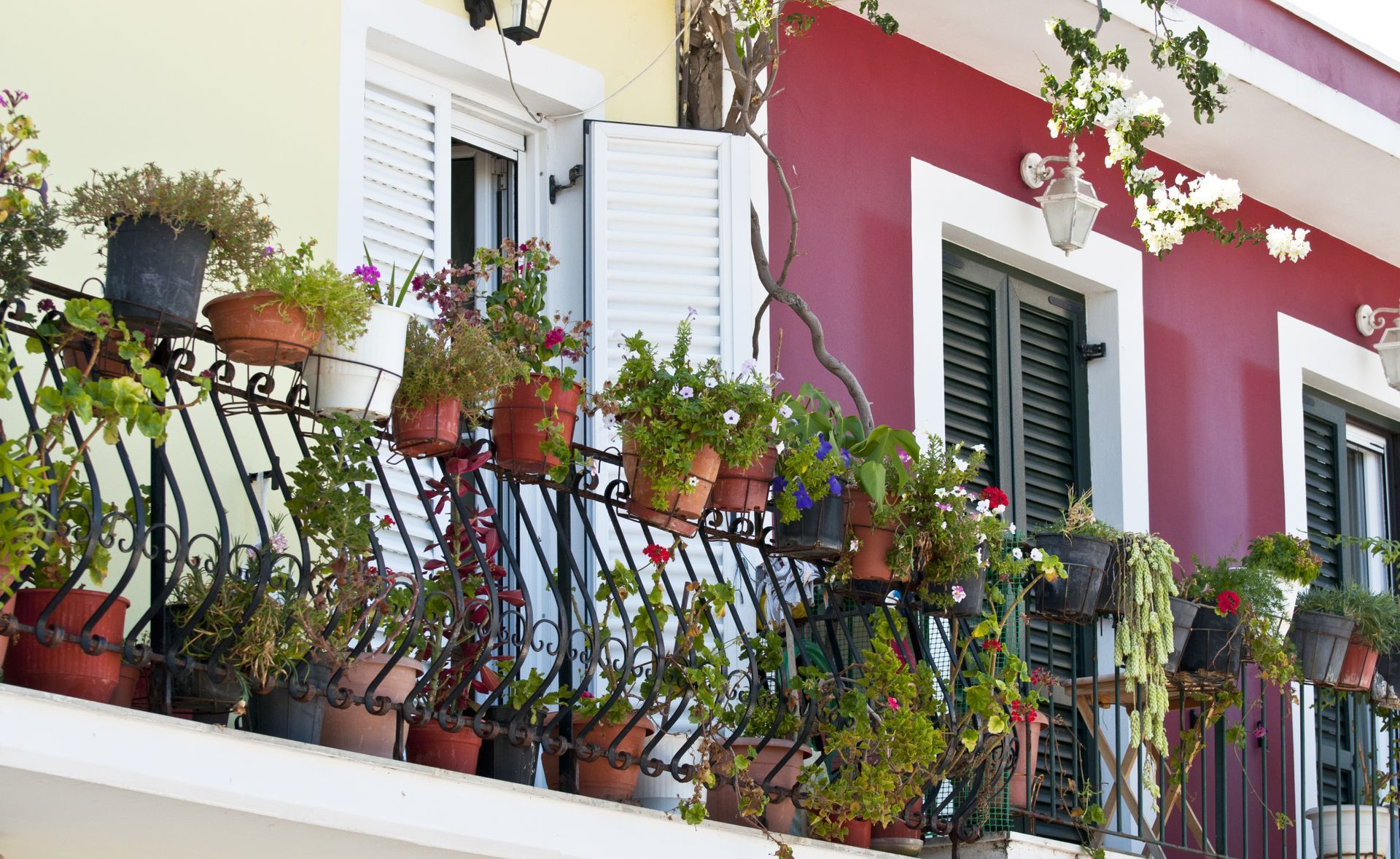 Balcony pot plants