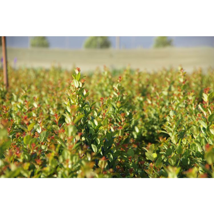 Syzygium Orange Twist