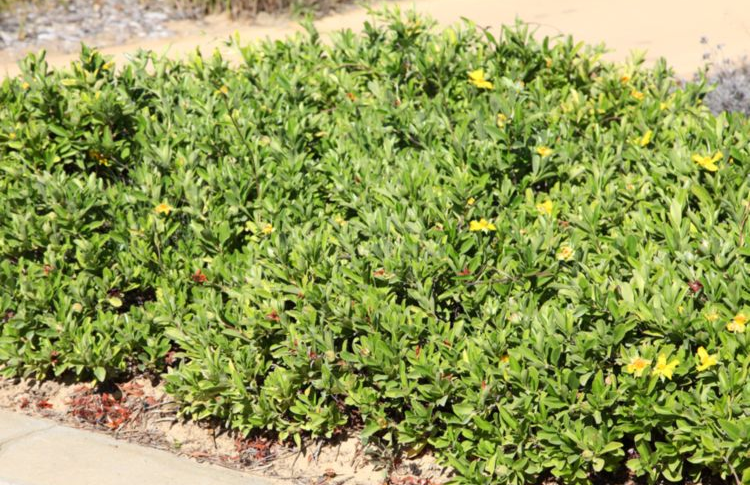 Snake Vine - Hibbertia Scandens