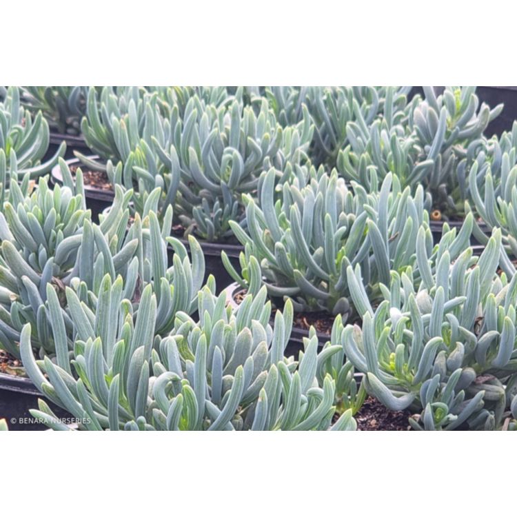 Senecio Blue Chalk Sticks