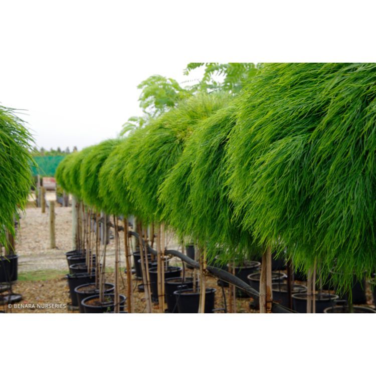 Acacia Cognata Limelight