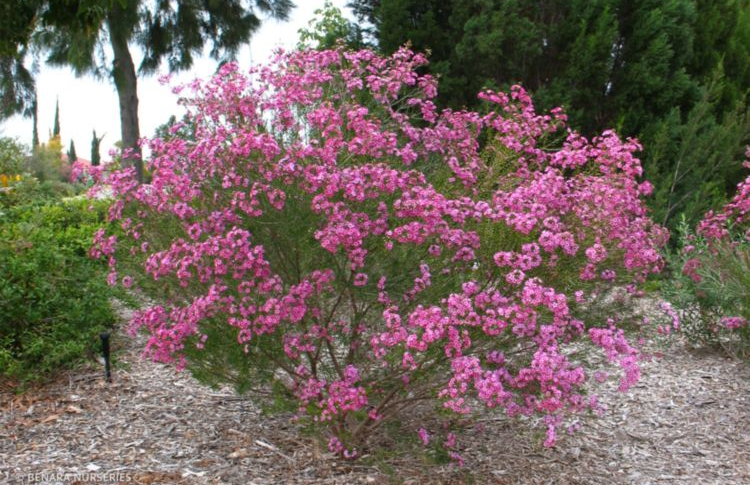 Geraldton Wax - Chamelaucium Purple Giant