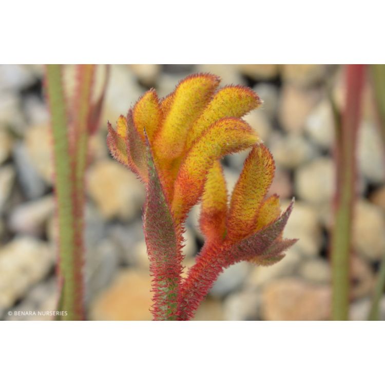 Kangaroo Paw - Anigozanthos Landscape Gold