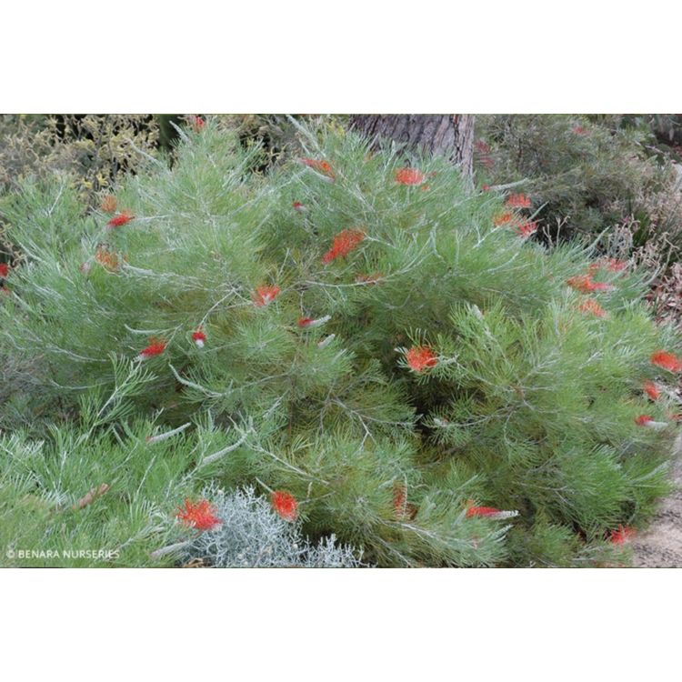 Grevillea Scarlet Moon