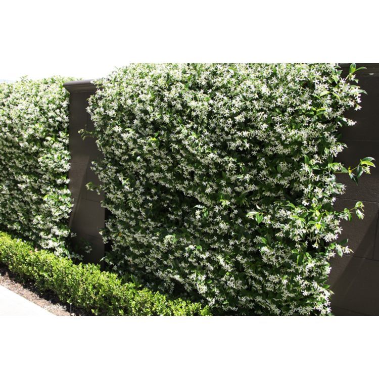 Star Jasmine - Trachelospermum Jasminoides