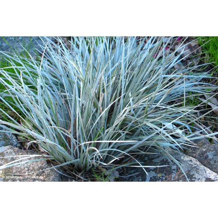 Grey Cottonheads - Conostylis Candicans