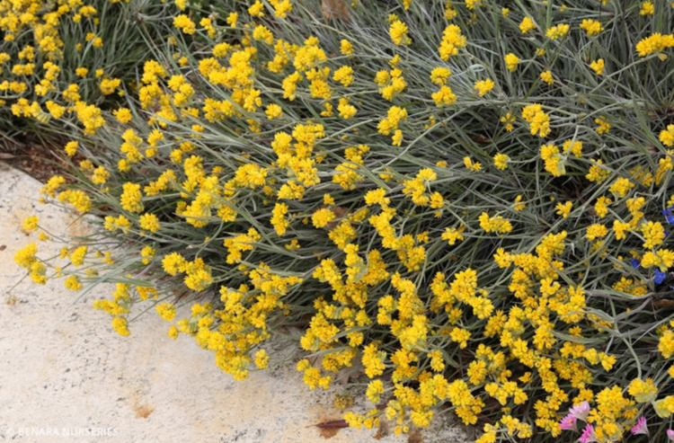Grey Cottonheads - Conostylis Candicans