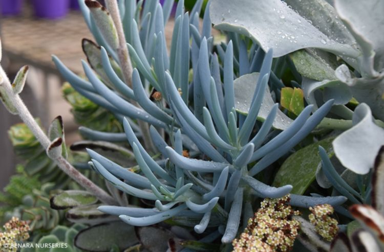 Senecio Blue Chalk Sticks