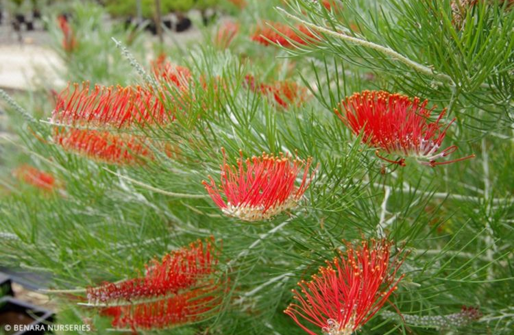 Grevillea Scarlet Moon