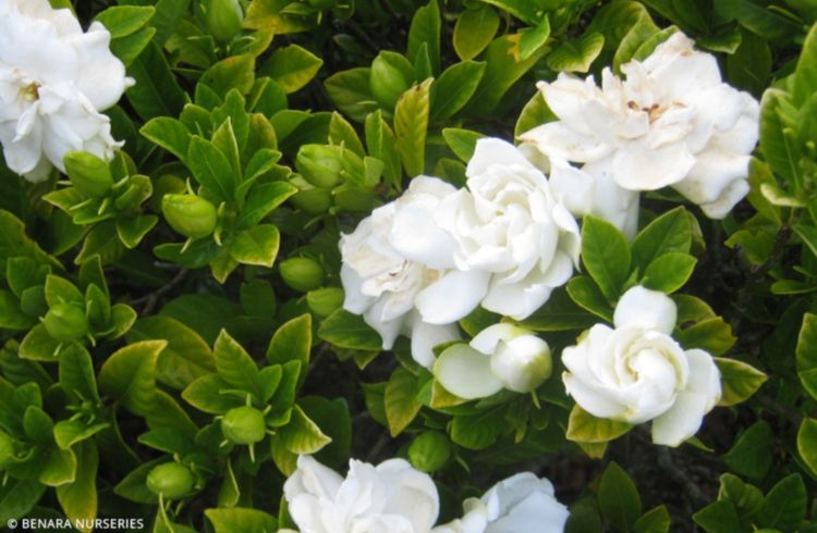 Gardenia Florida