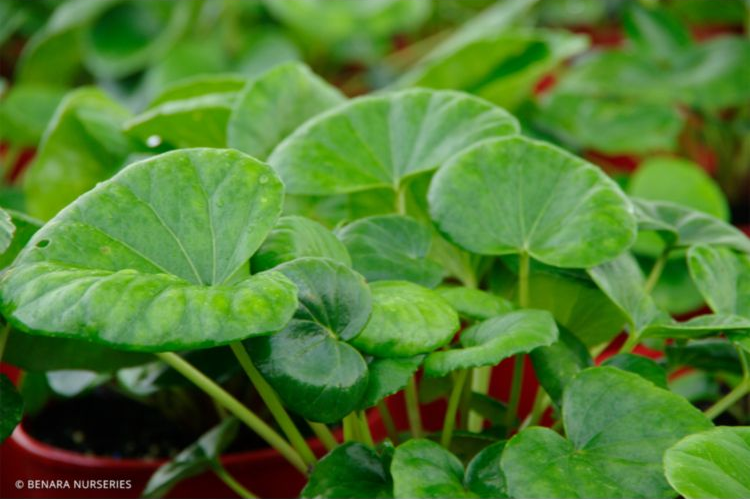 Tractor Seat Plant - Ligularia Dentata Reniformis