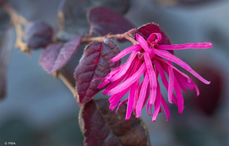 Loropetalum Plum Gorgeous